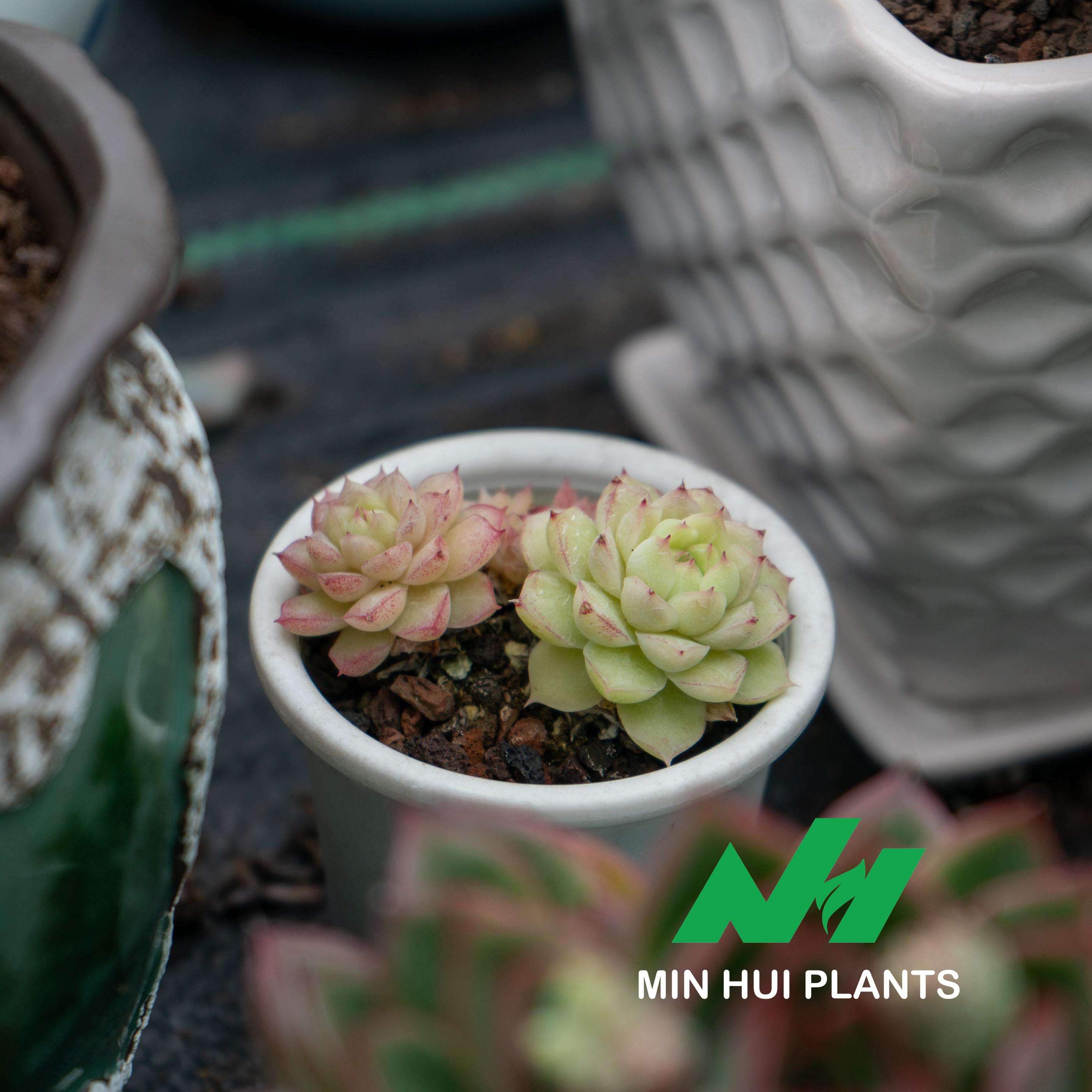 MinHui Plants-Bubble Buds thumbnail 2